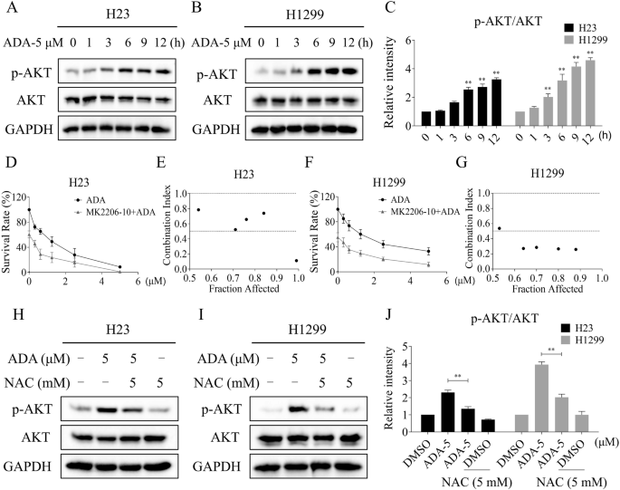 Fig. 5: The phosphorylation of AKT was increased in NSCLC cells after ADA treatment.