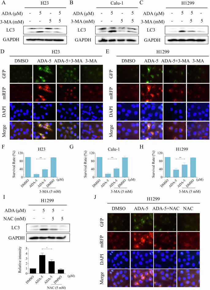 Fig. 7: The induction of autophagy by ADA is crucial for its antitumor activity.