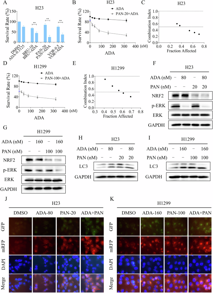 Fig. 8: ADA in combination with PAN elicits significant synthetic lethality in NSCLC cells.