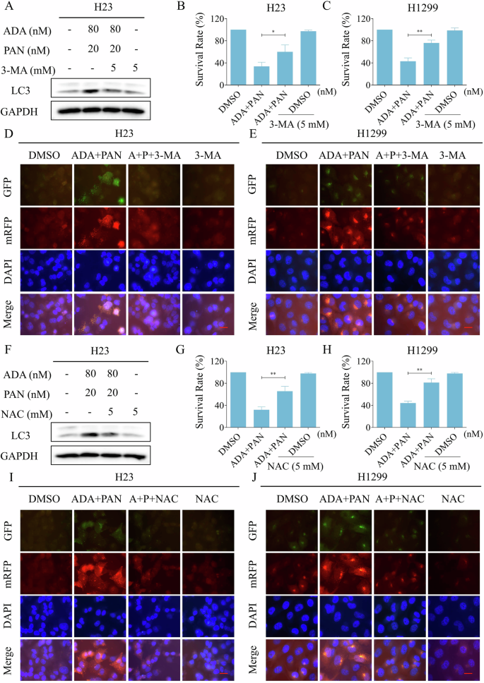 Fig. 9: The induction of autophagy by the combination is critical for its antitumor activity.