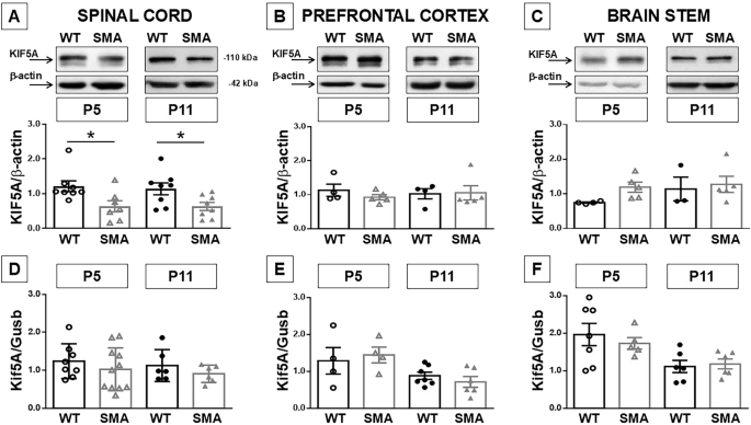 Fig. 1: KIF-5A expression in spinal cord, prefrontal cortex and brain stem of early and late symptomatic SMA mice.