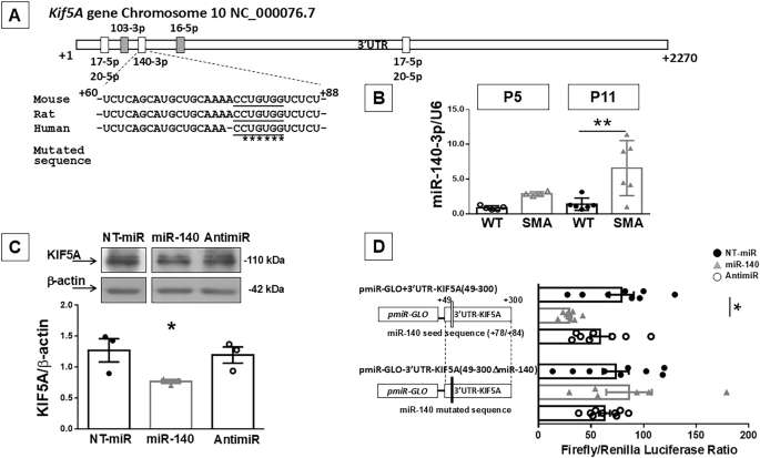 Fig. 4: Kif5A gene is a new target of miR-140-3p.