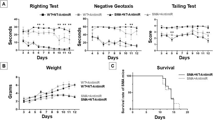 Fig. 5: miR-140 administration ameliorated motor behavioral performances of SMA mice.