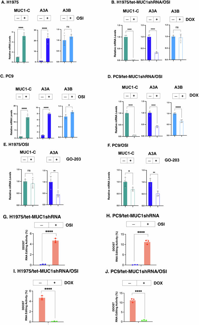 Fig. 1: A3A expression is upregulated in NSCLC cells by a MUC1-C-dependent mechanism.