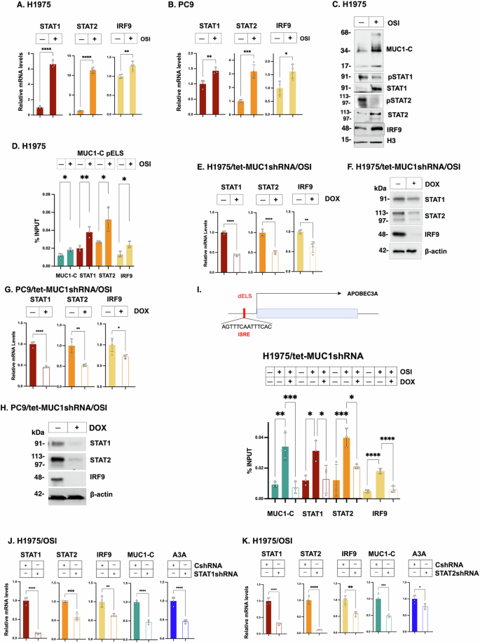 Fig. 2: MUC1-C activates type I IFN signaling that induces A3A expression.