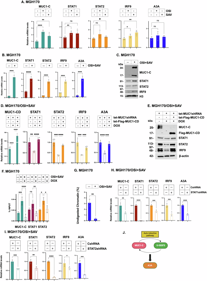 Fig. 3: MUC1-C→type I IFN pathway regulates A3A expression.