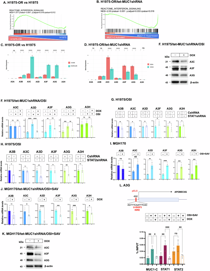 Fig. 4: MUC1-C→type I IFN signaling regulates A3G and other A3s.