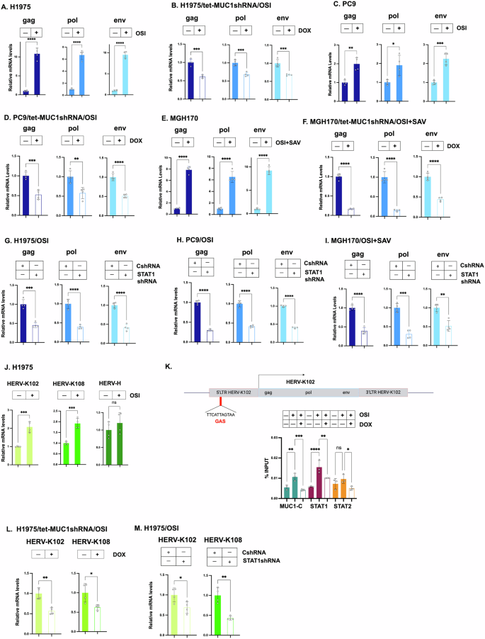 Fig. 5: MUC1-C regulates HERV-K expression by a type II IFN pathway.