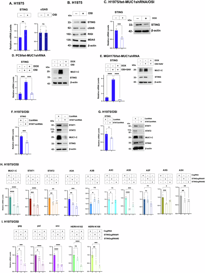 Fig. 6: MUC1-C→STING/STAT1 auto-inductive pathway integrates regulation of A3 and HERV expression.