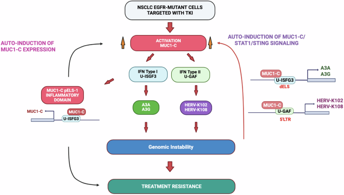 Fig. 7: Schema depicting MUC1-C involvement in activating STAT1 signaling and the type I and II IFN pathways in driving APOBEC3 and HERV expression.