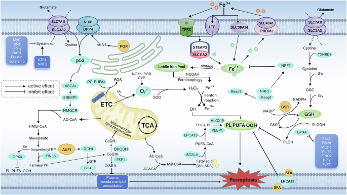Fig. 1: The mechanisms of ferroptosis.