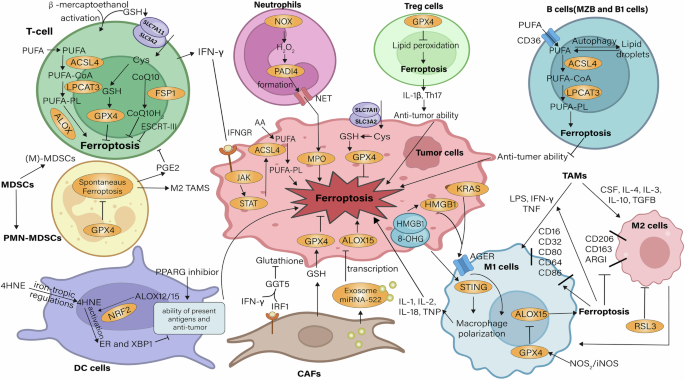 Fig. 2: Effects of immune cells on ferroptosis in TME.