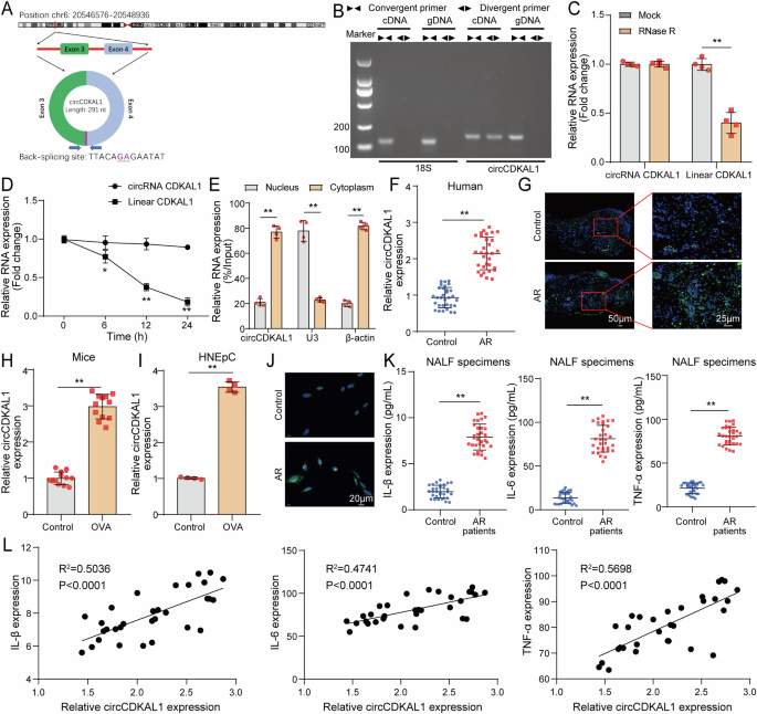 Fig. 1: Characterization of circCDKAL1 was identified and circCDKAL1 expression was abnormally upregulated in AR.