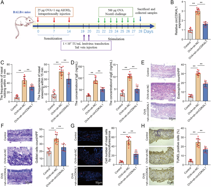 Fig. 2: CircCDKAL1 knockdown improved nasal mucosal injury and alleviated proinflammatory mucosal microenvironment in AR mice.