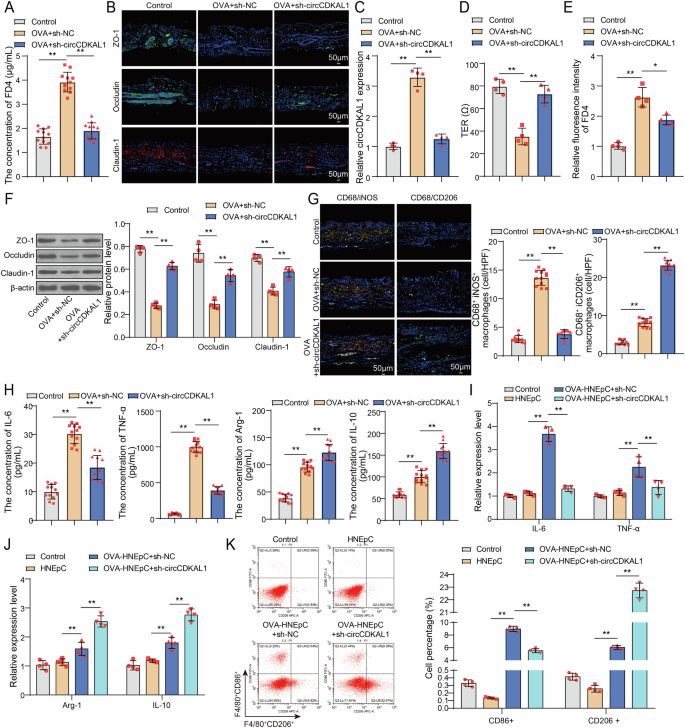 Fig. 3: CircCDKAL1 silencing protected the epithelial cell barrier function of nasal mucosa and induced macrophage M2 polarizations in OVA-induced mice and HNEpCs.