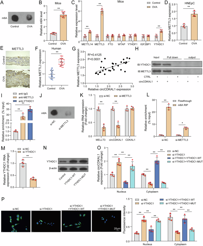 Fig. 4: YTHDC1 facilitated the cytoplasmic output of m6A-modified circCDKAL1.