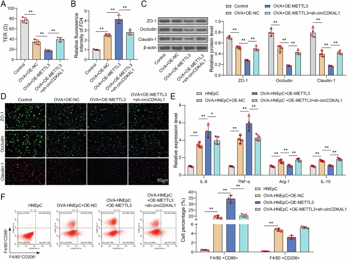 Fig. 5: METTL3 overexpression disrupted nasal epithelial cell adhesion and induced macrophage M1 polarization through enhancing circCDKAL1 expression.