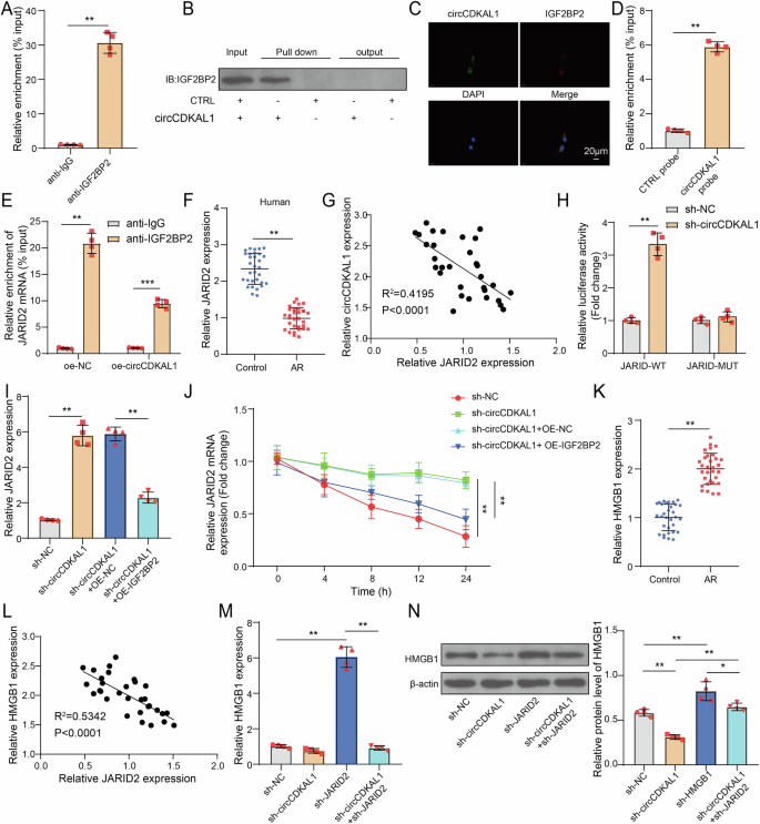 Fig. 6: CircCDKAL1 reduced the stability of JARID2 mRNA by interacting with IGF2BP2.