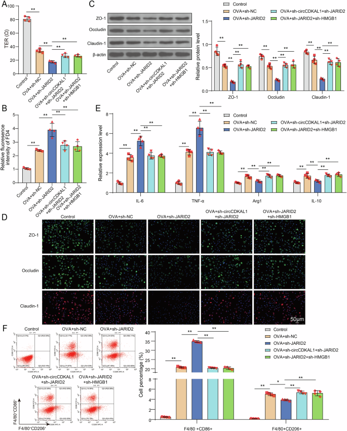 Fig. 7: CircCDKAL1 disrupted nasal epithelial cell adhesion and induced macrophage M1 polarization through regulating JARID2-mediated upregulation of HMGB1 expression.