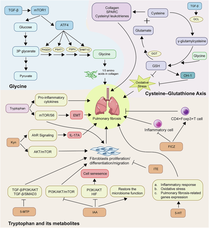 Metabolic dysregulation in pulmonary fibrosis: insights into amino acid ...