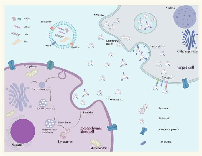 Fig. 1: The formation process of exosomes, as well as their release and uptake mechanisms.