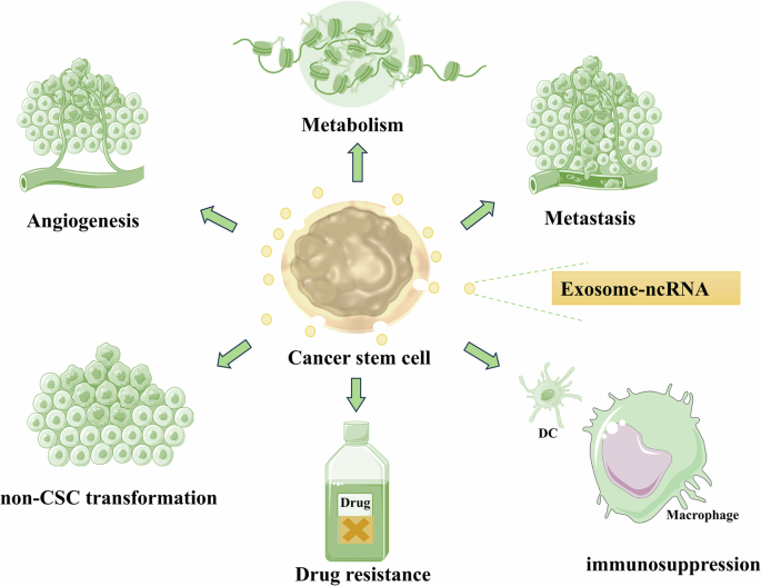 Fig. 2: Role of CSC-derived exosomal ncRNAs in tumor progression.