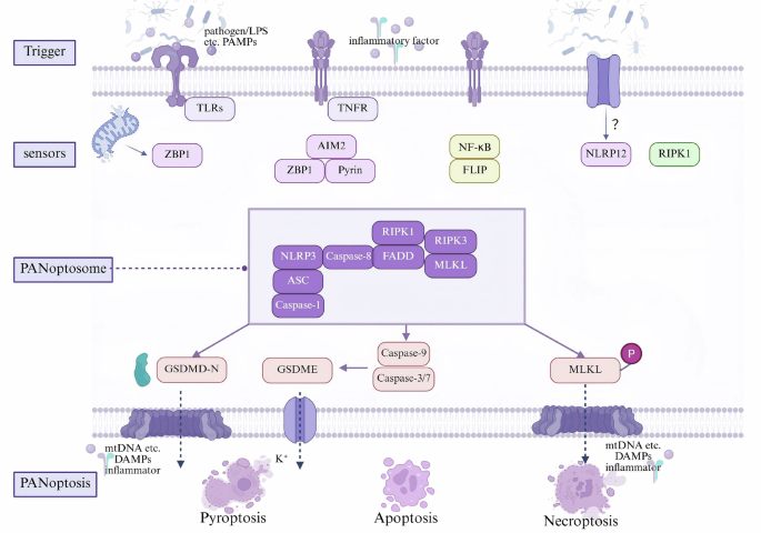 Fig. 2: Molecular mechanisms of PANoptosis in ECs during sepsis.