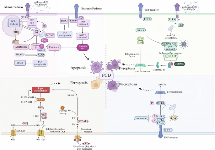 Fig. 3: Molecular mechanisms of PCD in ECs during sepsis.