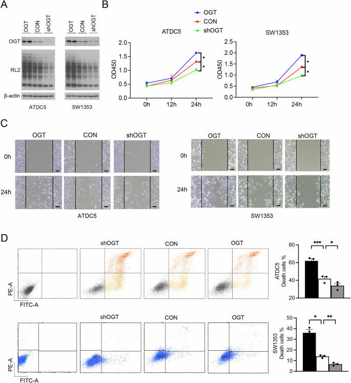 Fig. 3: OGT knockdown or overexpression modulates chondrocytes viability, migration, and apoptosis.
