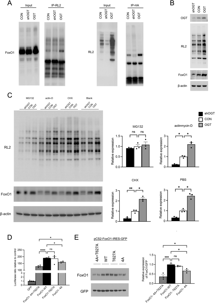 Fig. 4: O-GlcNAcylation alters both the protein levels and transcriptional function of FoxO1.