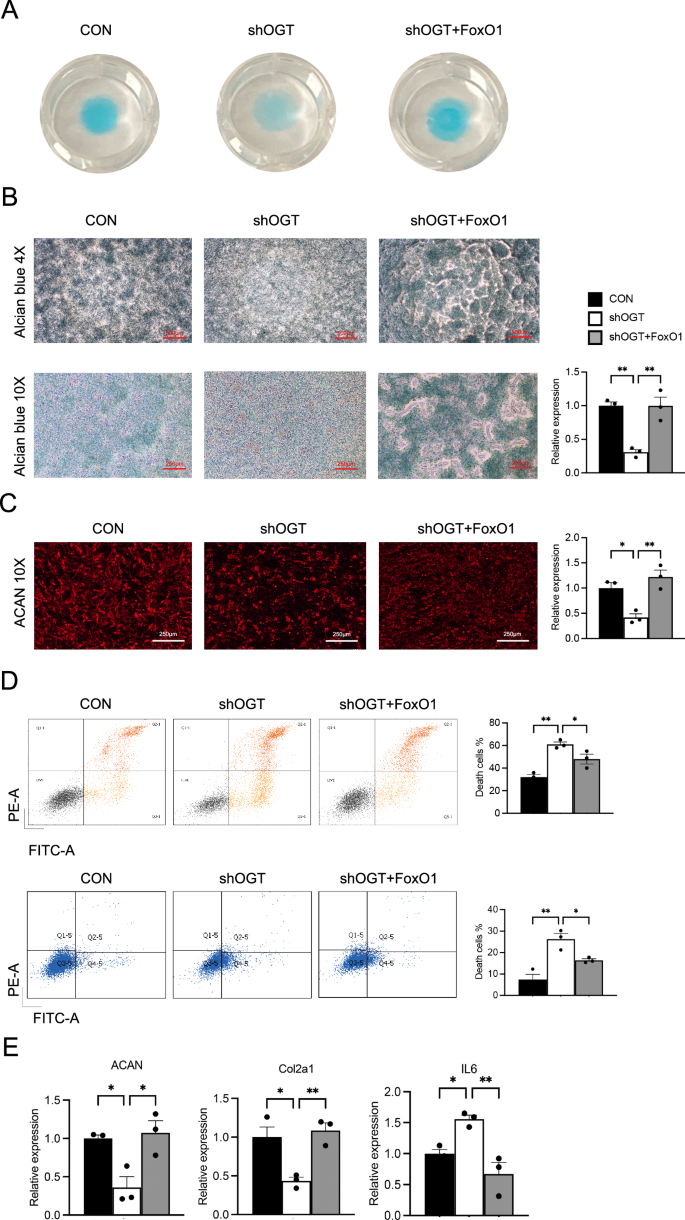 Fig. 6: FoxO1 overexpression overcomes the effects of OGT knockdown on chondrocytes.