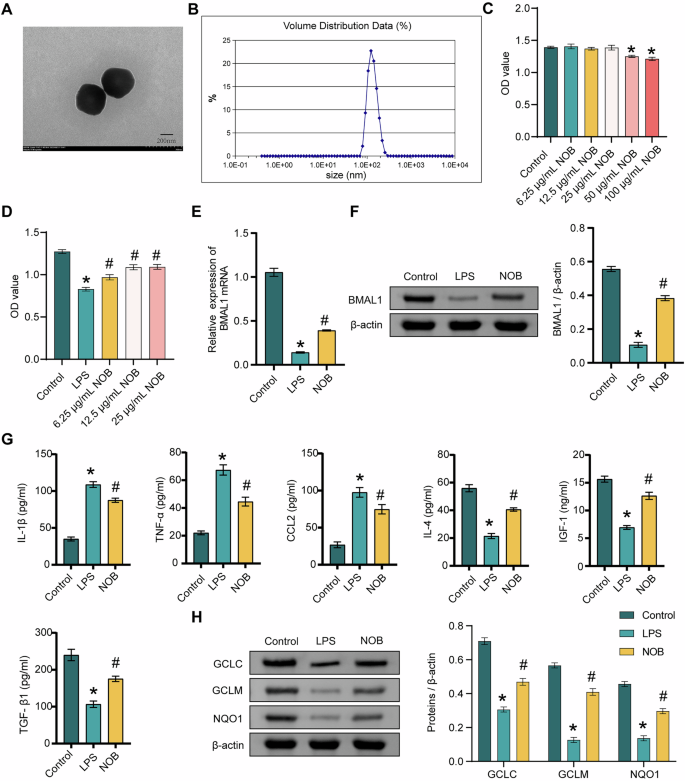 Fig. 1: NOB nanoparticles affect LPS-induced microglia inflammation and BMAL1 expression.