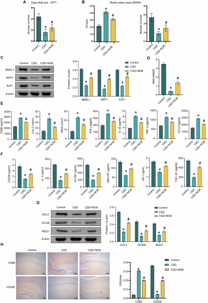 Fig. 2: NOB nanoparticles affect cognitive deficits, the BMAL1/SIRT1/E2F1 axis and microglia polarization in chronic PSD-induced rats.
