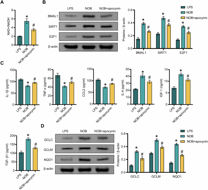 Fig. 3: NAD+ metabolism is involved in the regulation of NOB nanoparticles-mediated inflammation, oxidative stress, and BMAL1/SIRT1/E2F1 pathway in the presence of LPS.