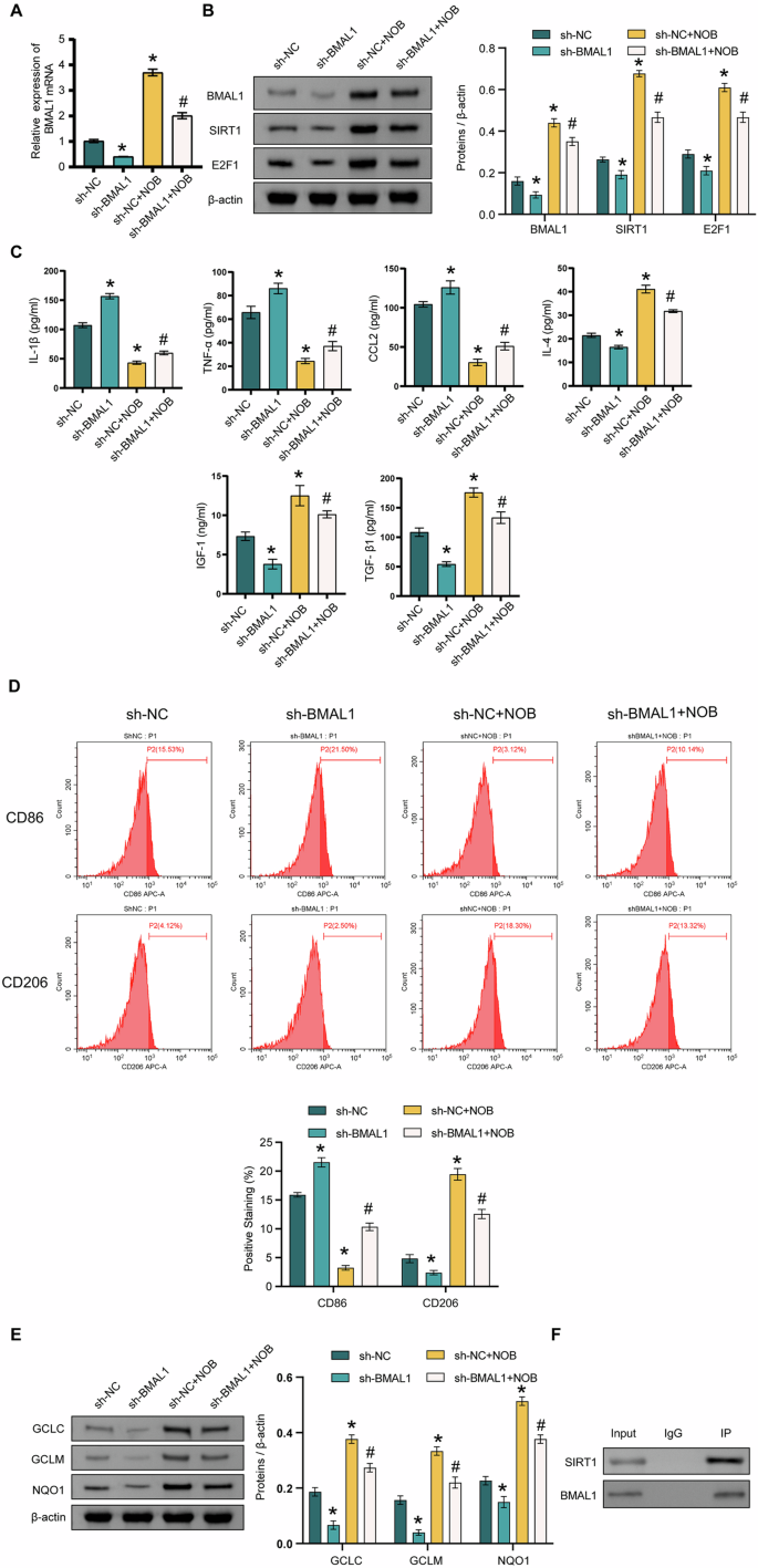 Fig. 4: Silencing of BMAL1 inhibits the effect of NOB nanoparticles on LPS-induced microglia M1 polarization and SIRT1/E2F1 axis.
