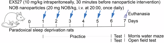 Fig. 7: Flow chart of animal experiment.