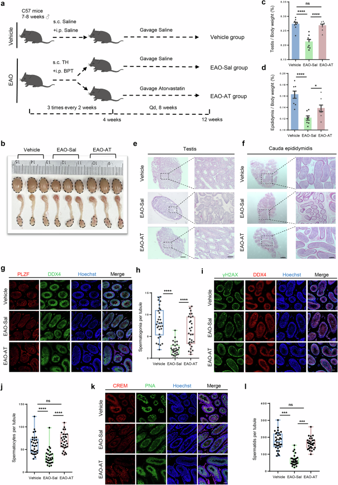 Fig. 1: Atorvastatin treatment improves spermatogenesis in EAO mice.