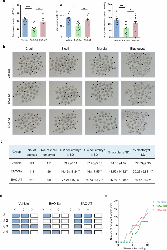 Fig. 2: Atorvastatin improves semen parameters and partially restores the fertility of EAO mice.