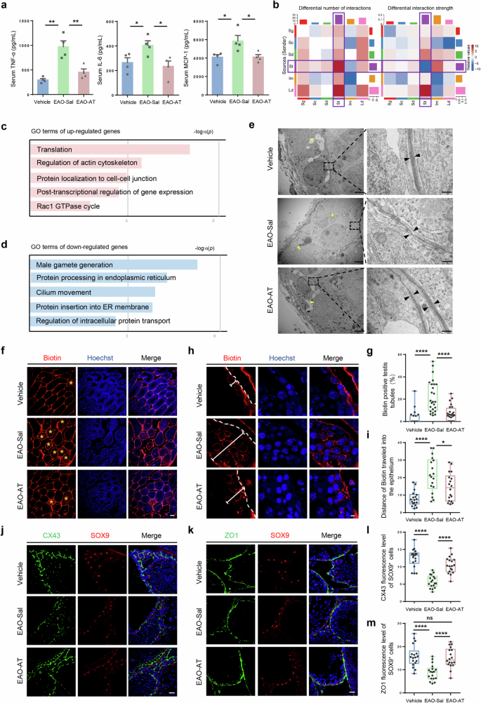Fig. 3: Atorvastatin ameliorated testicular inflammation and restored damaged BTB in EAO mice.