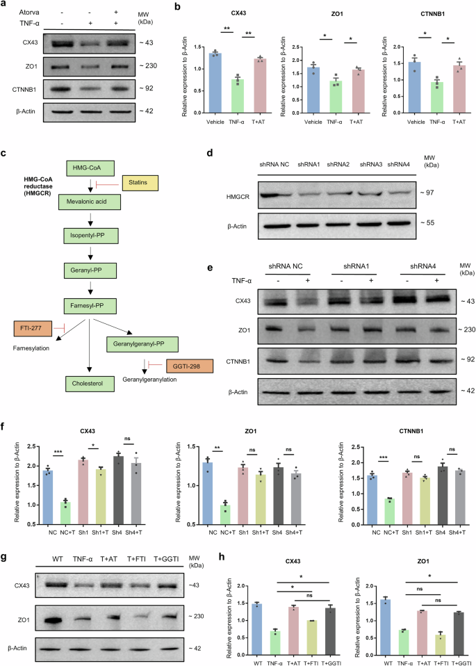 Fig. 4: Atorvastatin functions by suppressing the HMGCR and mevalonate pathways in TM4 Sertoli cells.
