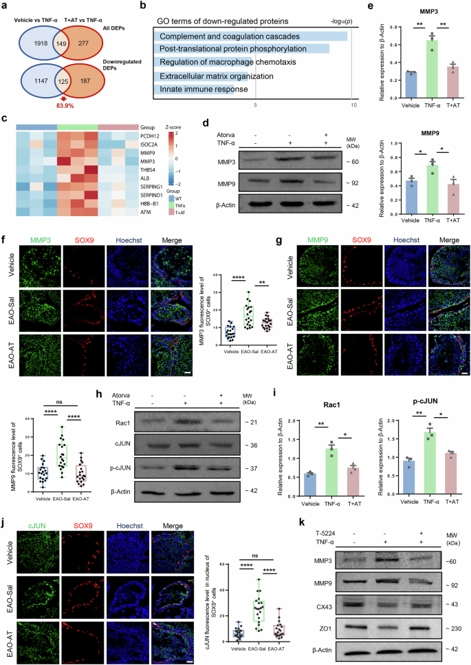 Fig. 5: The effects of atorvastatin on Sertoli cells partly depend on Rac1/AP1/MMPs pathway.