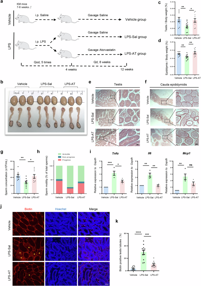Fig. 6: Atorvastatin improves phenotypes of LPS-induced chronic orchitis mouse models.