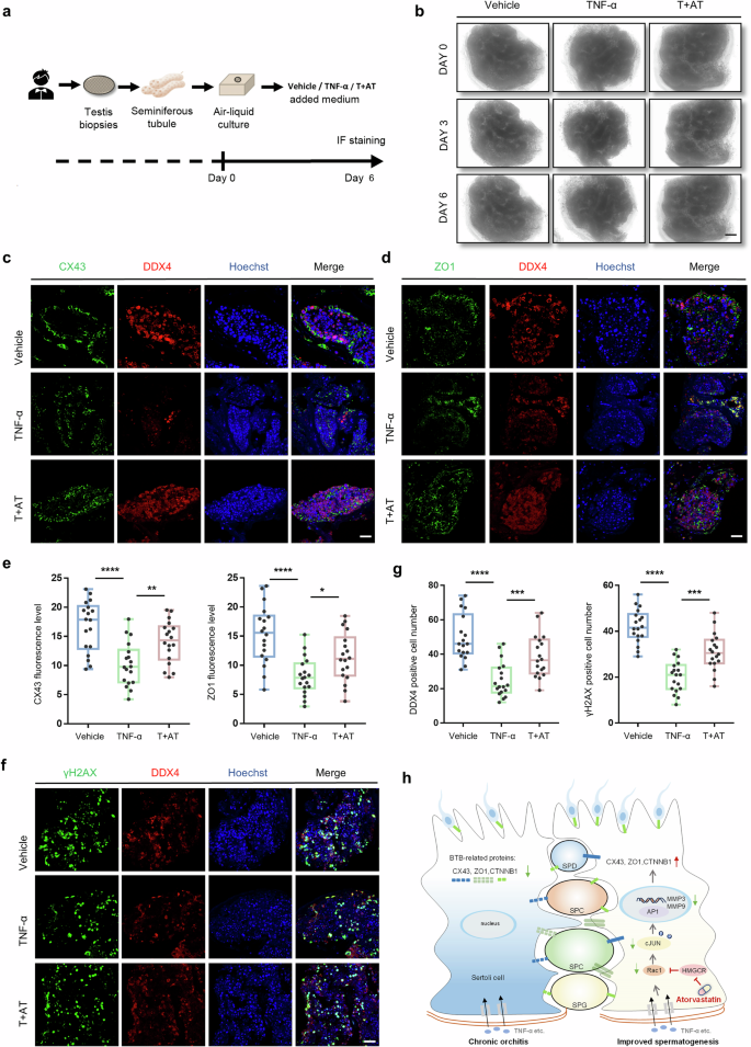 Fig. 7: Atorvastatin re-establishes BTB protein expression and increases germ cells in human cultured testis.