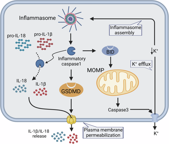 Fig. 1: The link between mitochondria and pyroptosis.