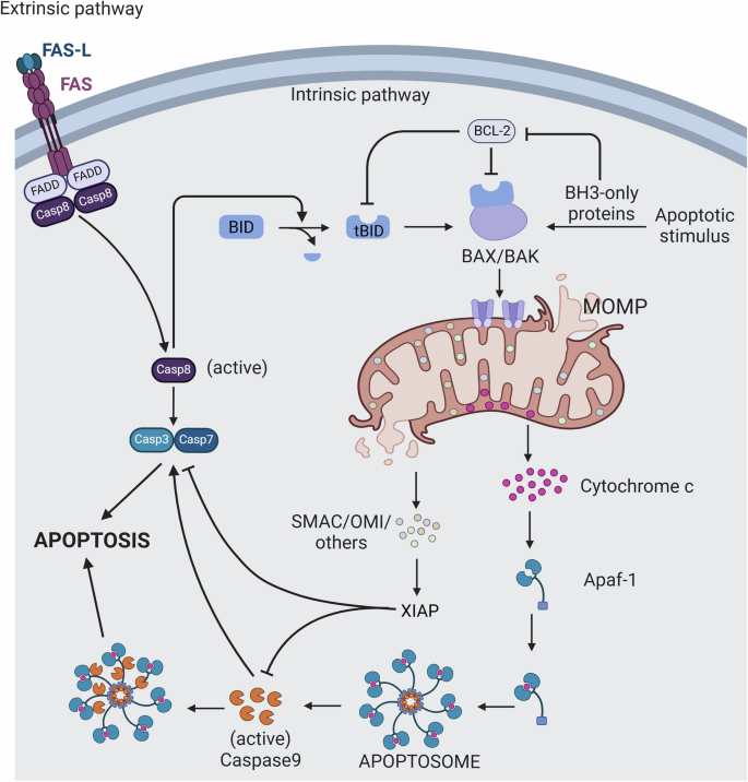 Fig. 2: Apoptotic signaling pathways.