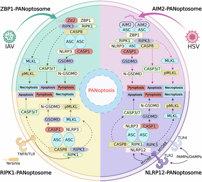 Fig. 4: Regulatory mechanism of PANoptosis.