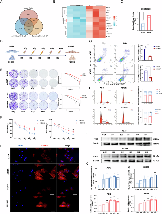 Fig. 1: Increased cell survival and phenotypic changes in radioresistant NSCLC post-irradiation.