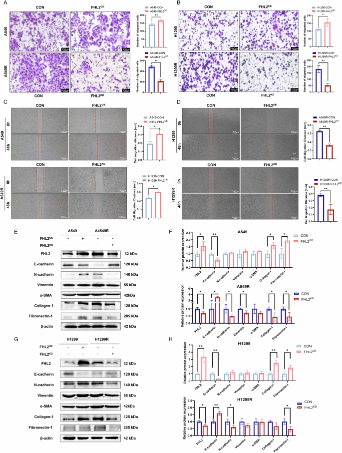 Fig. 3: FHL2 promotes ECM deposition and EMT phenotype in NSCLC cells.