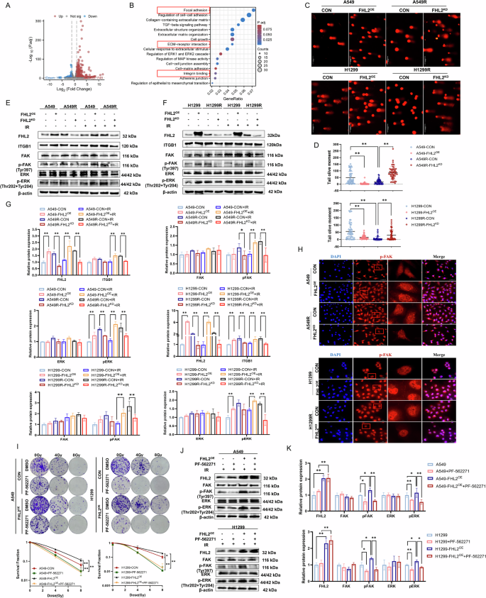 Fig. 4: FHL2 facilitates ITGB1-mediated ECM remodeling and activates FAK/MAPK signaling.