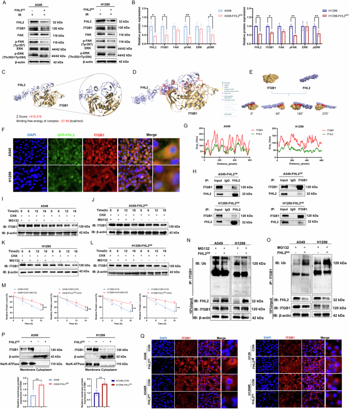 Fig. 5: Co-localization and Interaction of FHL2 and ITGB1 in NSCLC.